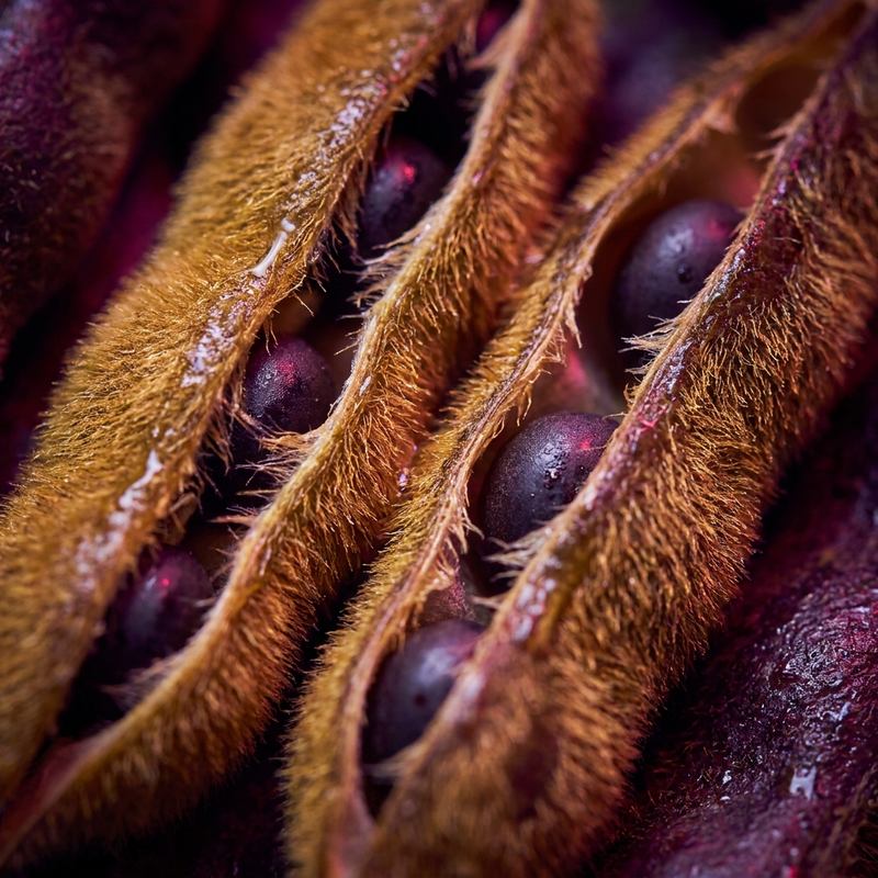 Mucuna Extract 150mg